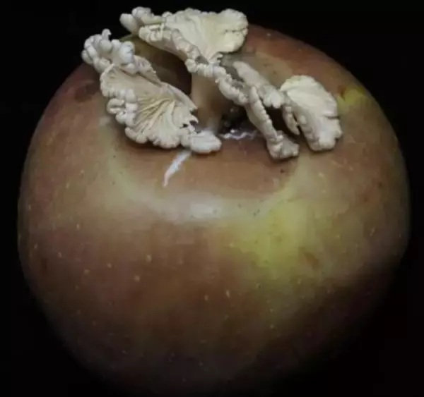 リンゴに生えていた白いキノコが食卓へ―中国