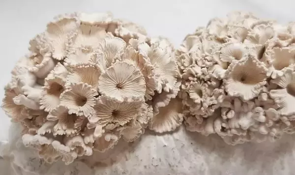 「リンゴに生えていた白いキノコが食卓へ―中国」の画像