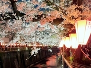 日本の桜の名所の注意書きが物議、日本旅行の達人「勘弁してあげて」―台湾メディア