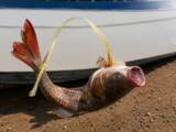 「車にぶら下げた6キロの魚が走行中に落下、後続車の女性が拾って食べる「おいしかった」―中国」の画像2