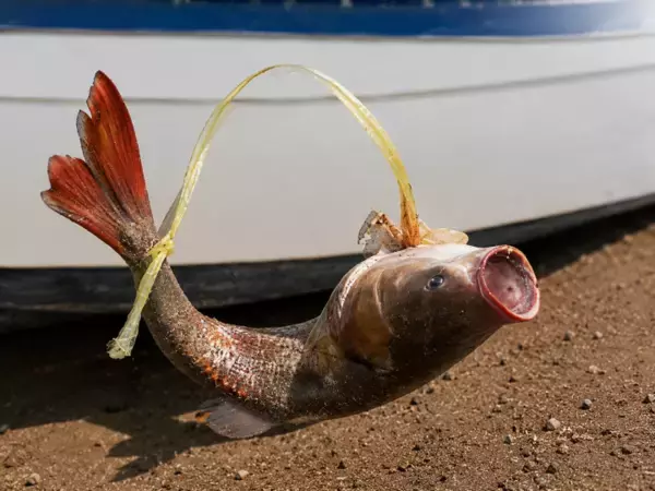 「車にぶら下げた6キロの魚が走行中に落下、後続車の女性が拾って食べる「おいしかった」―中国」の画像