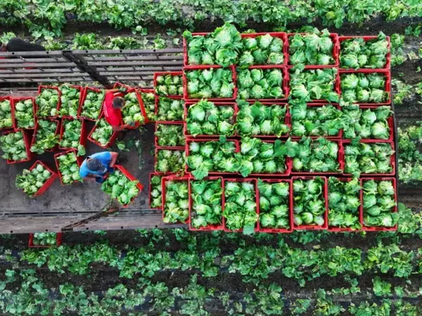 中国の第1四半期の農業・農村経済が良好な発展傾向を維持