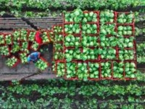 中国の第1四半期の農業・農村経済が良好な発展傾向を維持