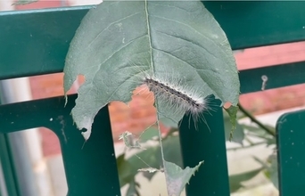 北京で毛虫が大量発生