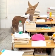 四川省で高校で「教室に入ってきたシカ」が食べちゃった物とは―台湾メディア