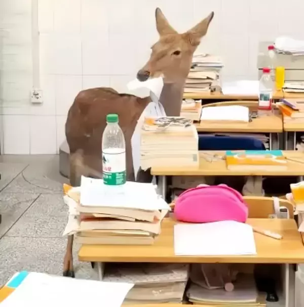 四川省で高校で「教室に入ってきたシカ」が食べちゃった物とは―台湾メディア