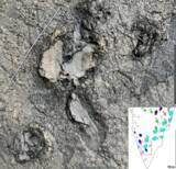 「寧夏ホイ族自治区における過去最大の龍脚類恐龍の足跡化石群を発見―中国」の画像1