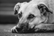 犬にかまれるも「もったいない」とワクチン接種せず1カ月後に死亡、死の直前に動画で後悔吐露―中国
