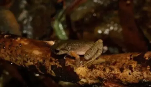 広西で新種の両生類を発見―中国