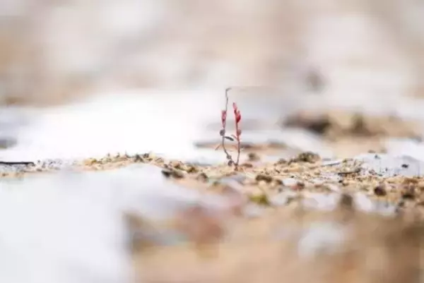 黒竜江省で宇宙育種クランベリー苗の地植えを完了―中国