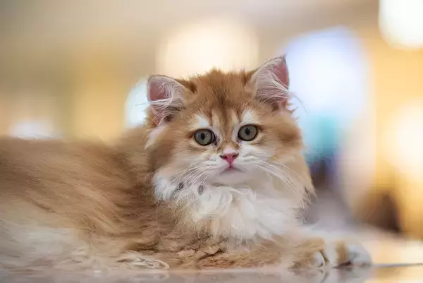 ペットを飼う若者は約2000万人、雇用ポスト30％増加―中国