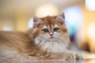 ペットを飼う若者は約2000万人、雇用ポスト30％増加―中国