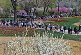 「清明節連休、北京の公園の来園者は延べ594万1600人に」の画像1