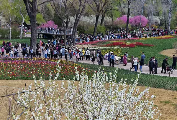 清明節連休、北京の公園の来園者は延べ594万1600人に