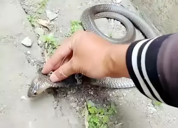 あぜ道に落ちていた酒瓶を蹴ったらコブラ発見―湖南省永州市