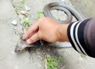 あぜ道に落ちていた酒瓶を蹴ったらコブラ発見―湖南省永州市