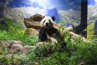 日本生まれの双子パンダが無事帰国―中国