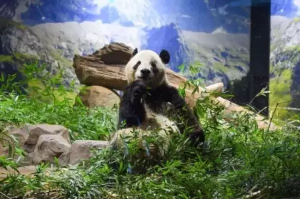 日本生まれの双子パンダが無事帰国―中国