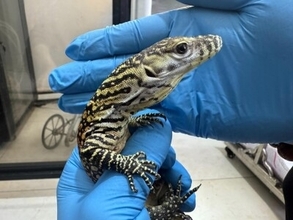 太原でコモドオオトカゲの単為生殖に成功、アジアで初―中国