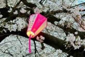 今ではオーバーツーリズム、かつての「東京の知られざる花見の名所」―台湾メディア