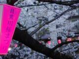「今ではオーバーツーリズム、かつての「東京の知られざる花見の名所」―台湾メディア」の画像2