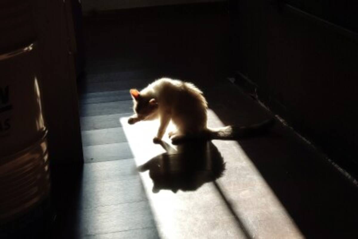 在日中国人女性 猫のジャンプで胃に傷 中国ネット 怖すぎる 22年11月11日 エキサイトニュース