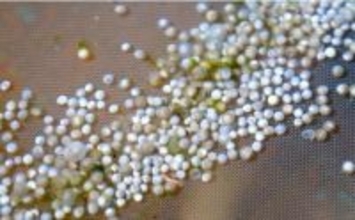 中華チョウザメが自然産卵、初の稚魚ふ化に成功