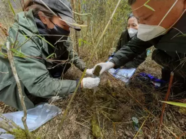 世界遺産の九寨溝、2頭の野生パンダの活動確認