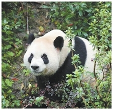 ジャイアントパンダの保護・研究における国際協力を継続的に深化―中国