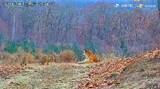 「国立公園で野生のトラの親子6頭の「一家団らん」が撮影される―中国」の画像1