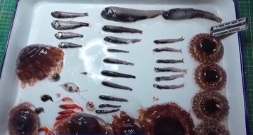 中国の砕氷船「雪竜」号がアムンゼン海での作業完了、貴重なサンプルを採取