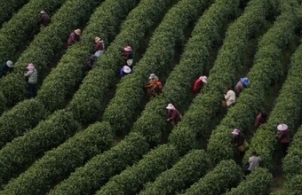 浙江省の「白茶」の産地、広大な茶園が茶摘みシーズンに―中国