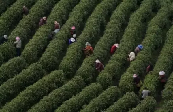 浙江省の「白茶」の産地、広大な茶園が茶摘みシーズンに―中国