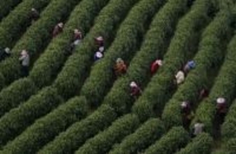 浙江省の「白茶」の産地、広大な茶園が茶摘みシーズンに―中国