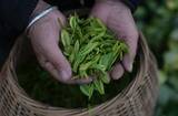 「浙江省の「白茶」の産地、広大な茶園が茶摘みシーズンに―中国」の画像2