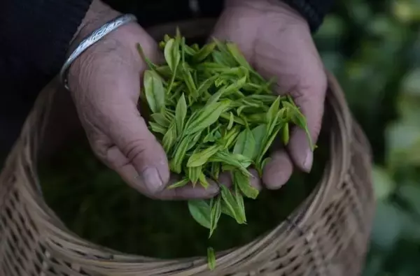「浙江省の「白茶」の産地、広大な茶園が茶摘みシーズンに―中国」の画像