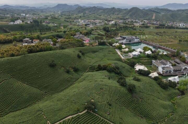浙江省の「白茶」の産地、広大な茶園が茶摘みシーズンに―中国