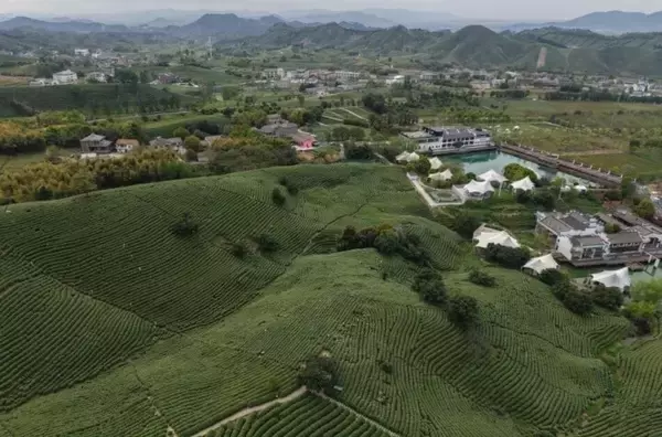 「浙江省の「白茶」の産地、広大な茶園が茶摘みシーズンに―中国」の画像
