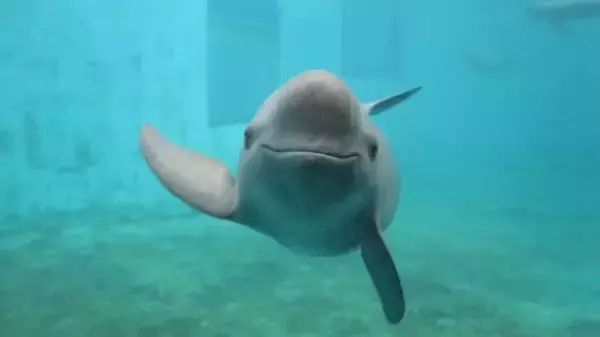 「微笑みの天使」ヨウスコウカワイルカが湖北省武漢市のマスコットに―中国