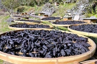中国陝西省、薬食同源の「黄精」で地域振興、多様な商品へと展開―中国紙