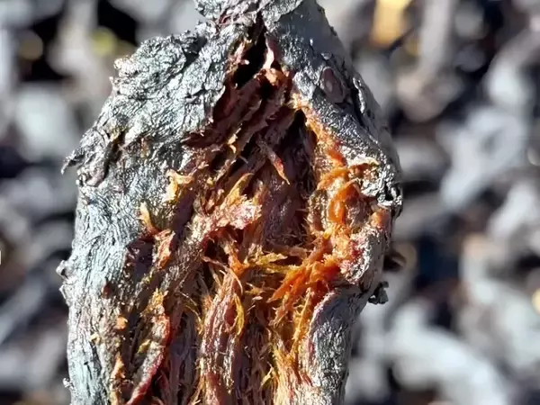 「中国陝西省、薬食同源の「黄精」で地域振興、多様な商品へと展開―中国紙」の画像