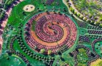 球状の植物が並ぶユニークでかわいい「球球園」―雲南省弥勒市