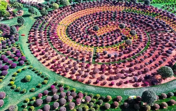 「球状の植物が並ぶユニークでかわいい「球球園」―雲南省弥勒市」の画像