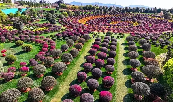 「球状の植物が並ぶユニークでかわいい「球球園」―雲南省弥勒市」の画像