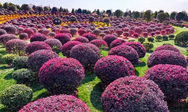 「球状の植物が並ぶユニークでかわいい「球球園」―雲南省弥勒市」の画像
