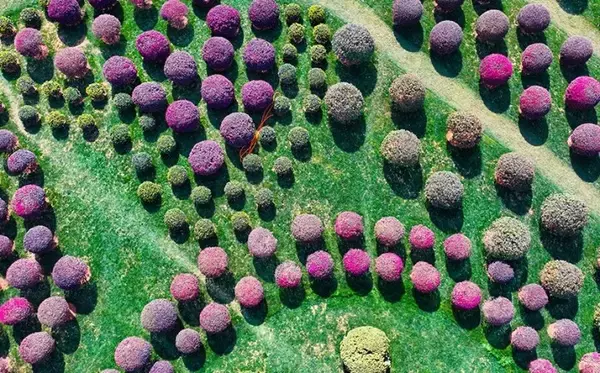 「球状の植物が並ぶユニークでかわいい「球球園」―雲南省弥勒市」の画像