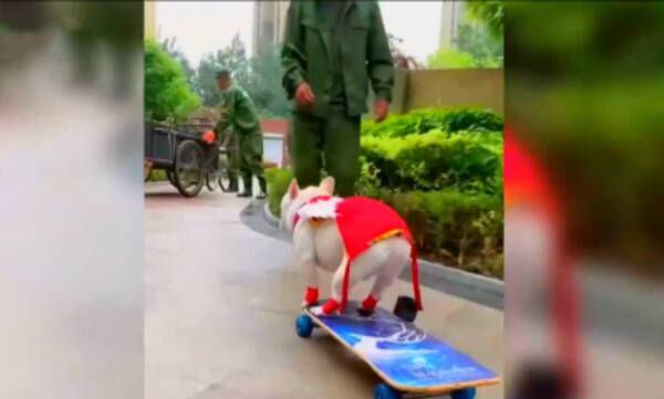 中国にすご腕のスケボー犬登場 ネットユーザーから 私より上 の声も 21年7月3日 エキサイトニュース