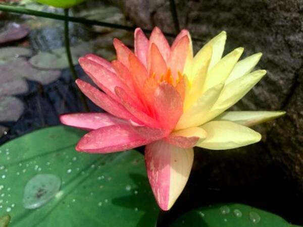 オレンジ色と黄色がくっきり 鮮やかなツートンカラーの花を咲かせたスイレン 中国 21年8月10日 エキサイトニュース