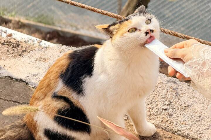 ＜写真特集＞重慶に誕生した猫の楽園、保護猫が主役のテーマパーク　　
