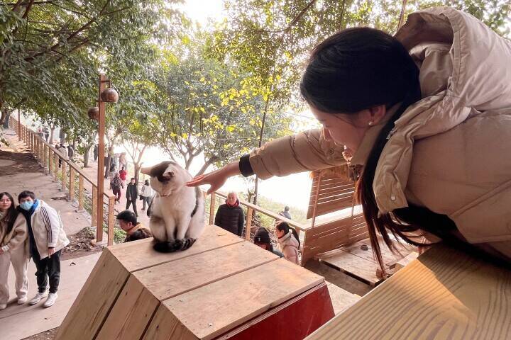 ＜写真特集＞重慶に誕生した猫の楽園、保護猫が主役のテーマパーク　　